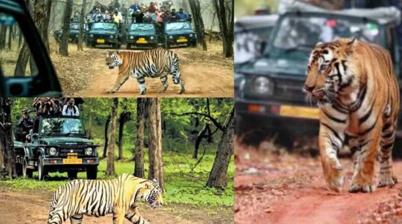 झारखंड को मिलेगा पहला टाइगर सफारी, पलामू में राजगीर मॉडल पर होगा निर्माण