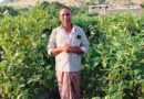 ग्राफ्टेड बैंगन से बदली खेती की तस्वीर – खरसिया के किसान मुरलीधर साहू ने