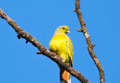 जैव विविधता की वापसी: बारनवापारा अभयारण्य में वर्षों बाद नजर आया दुर्लभ जीव